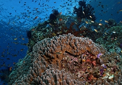 Raja Ampat 2016 - Corail - IMG_4388_rc